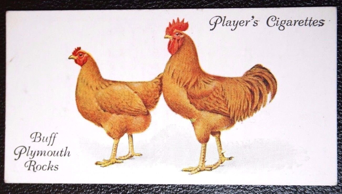 BUFF PLYMOUTH ROCK  Chickens   Vintage 1931 Card  FD04