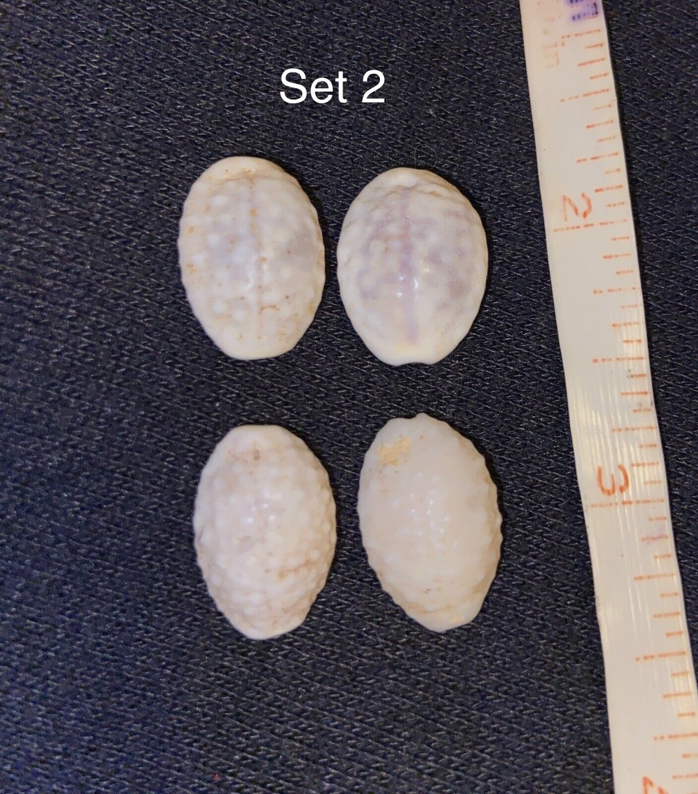 Hawaiian Seashells Granulated Cowries