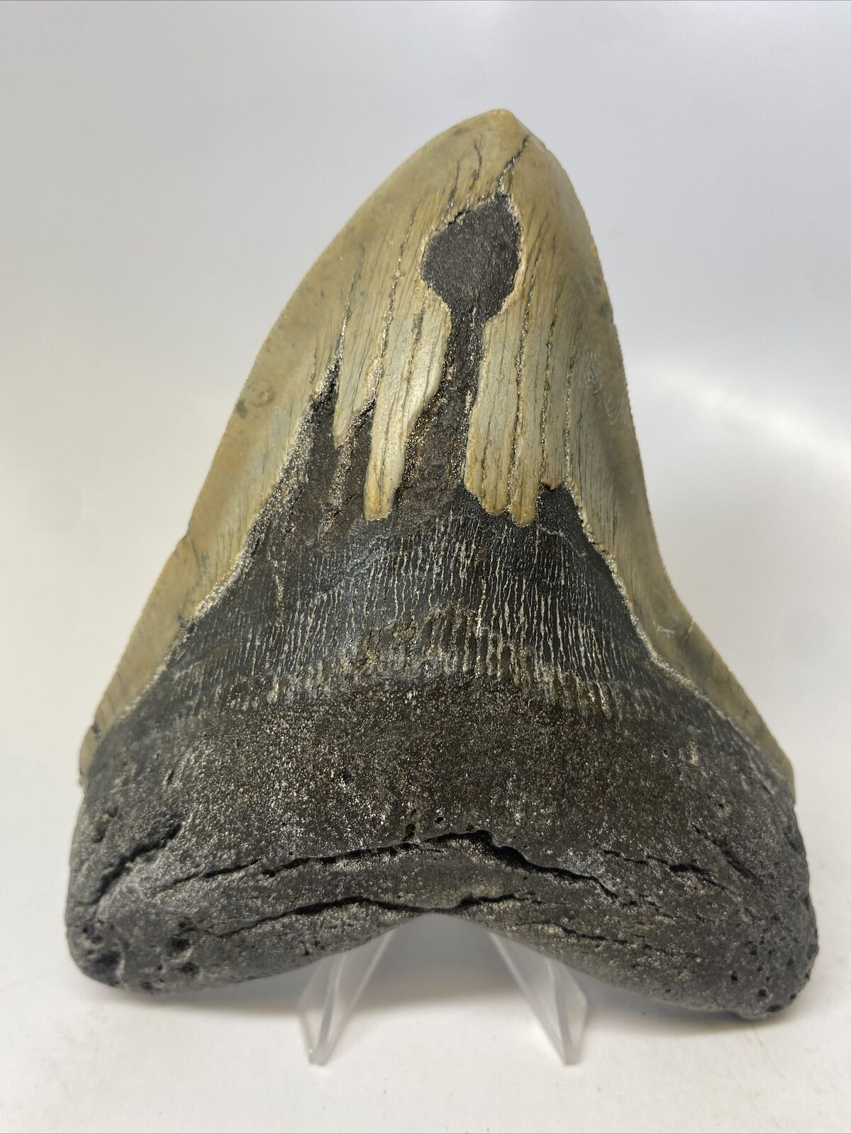 Megalodon Shark Tooth 5.55” Huge - Beautiful Fossil - Authentic 14854