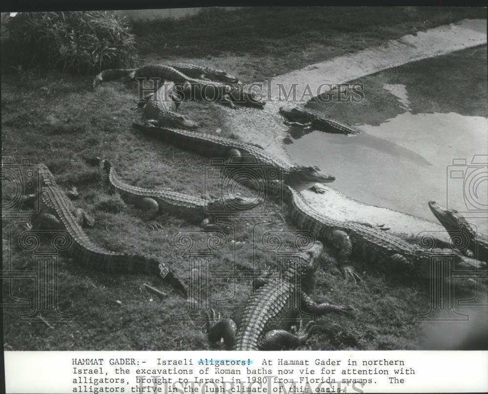 1983 Press Photo Israeli Alligators at Hammat Gader in northern Israel