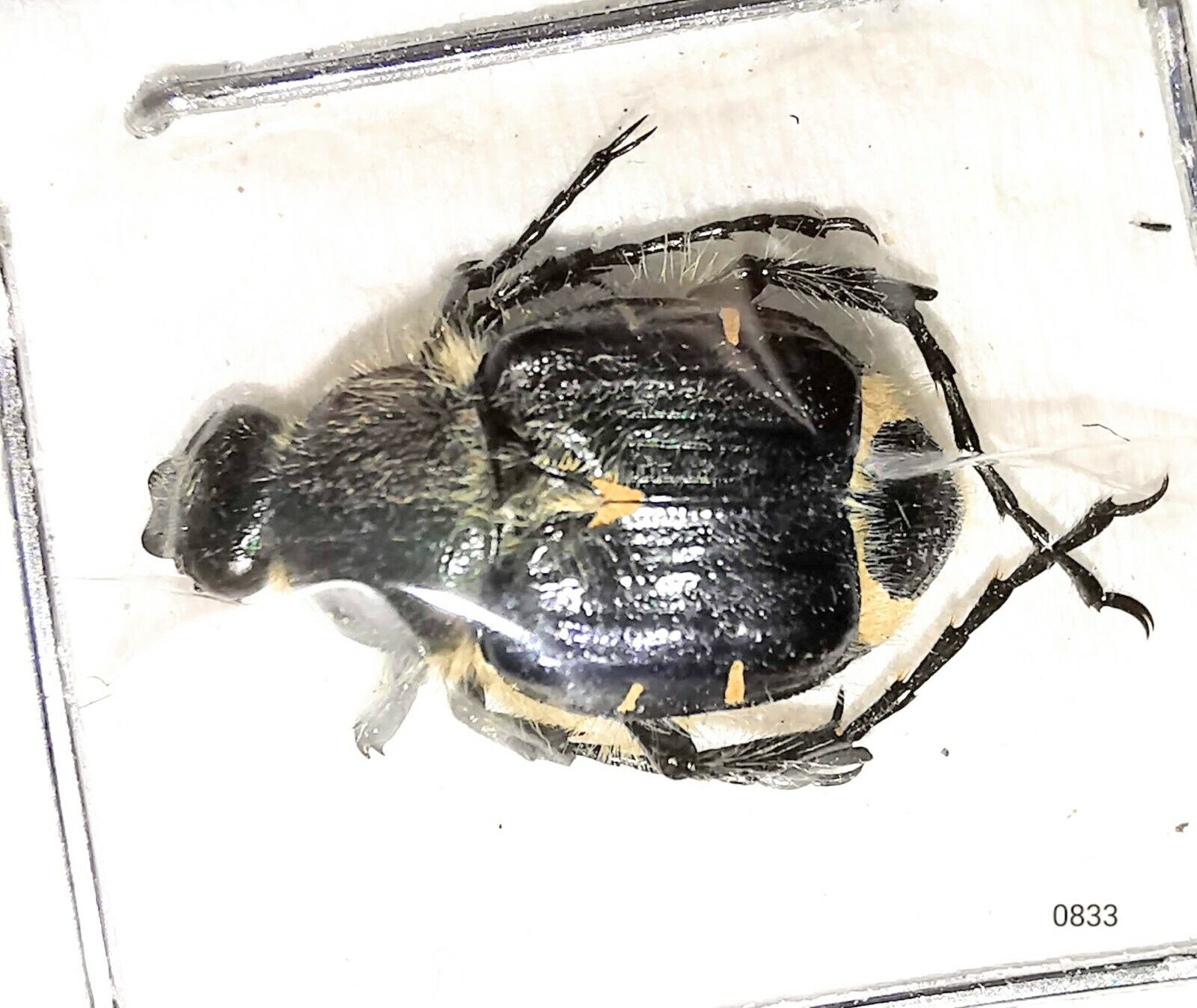 Scarabaeidae Trichinae Trichiotinus lunulatus 8-10mm A1 USA - BLUE FORM - #0833