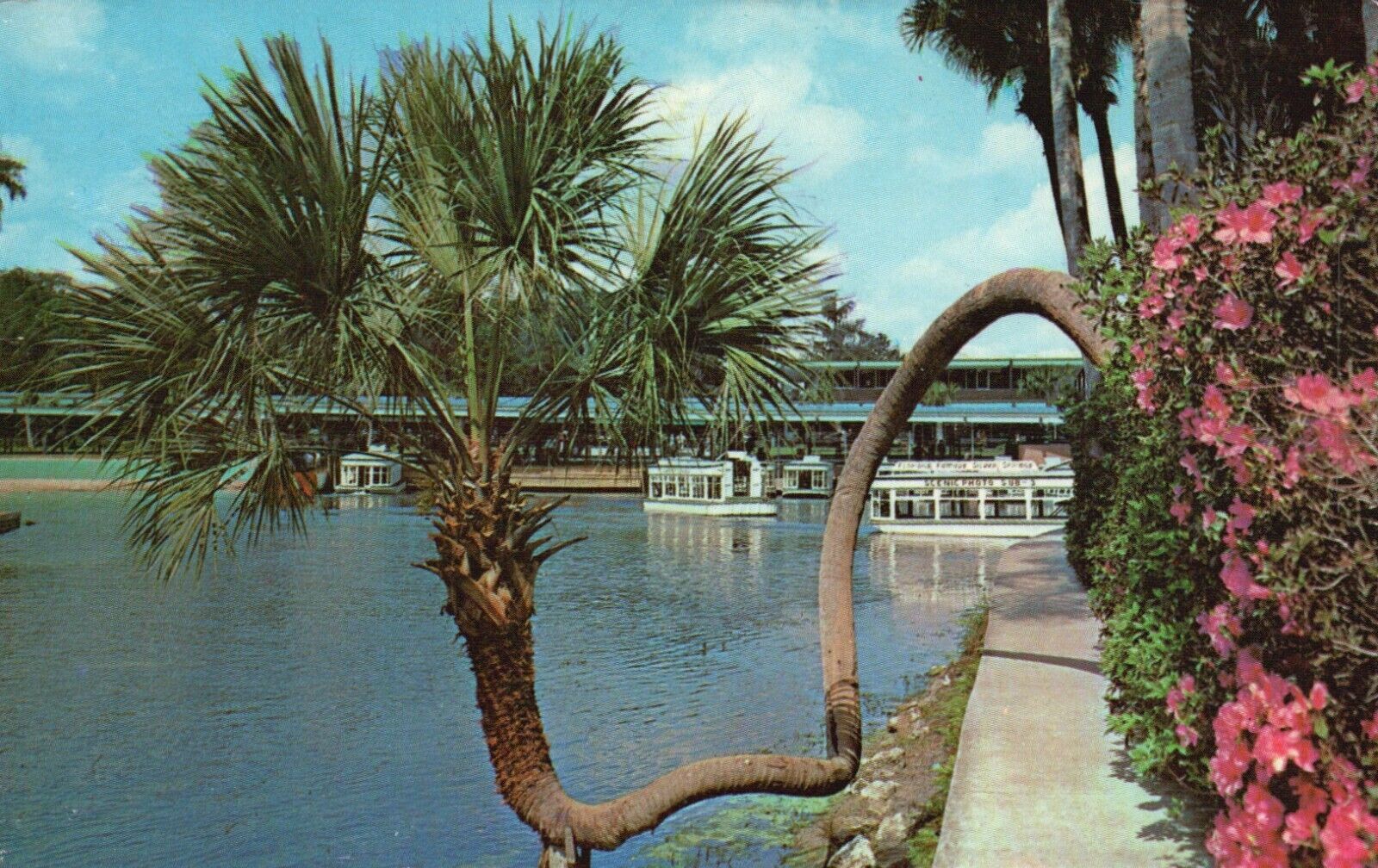 Postcard FL Silver Springs Florida Crooked Palm Unposted Chrome Vintage PC G6006