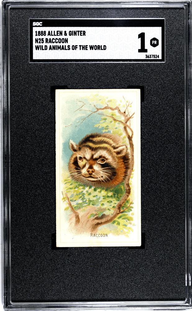 1888 N25 Allen & Ginter Raccoon Wild Animals of the World SGC 1
