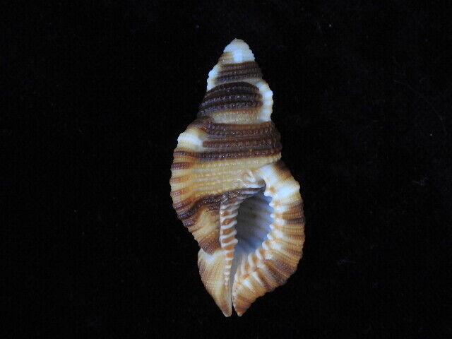Sea shell Cymatium flaveolum 47.1mm ID#6235