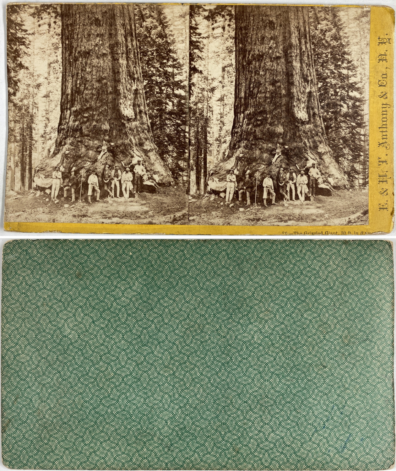 North America, New York, The Grizzled Giant Vintage Stereo Card, E. & H.T. An