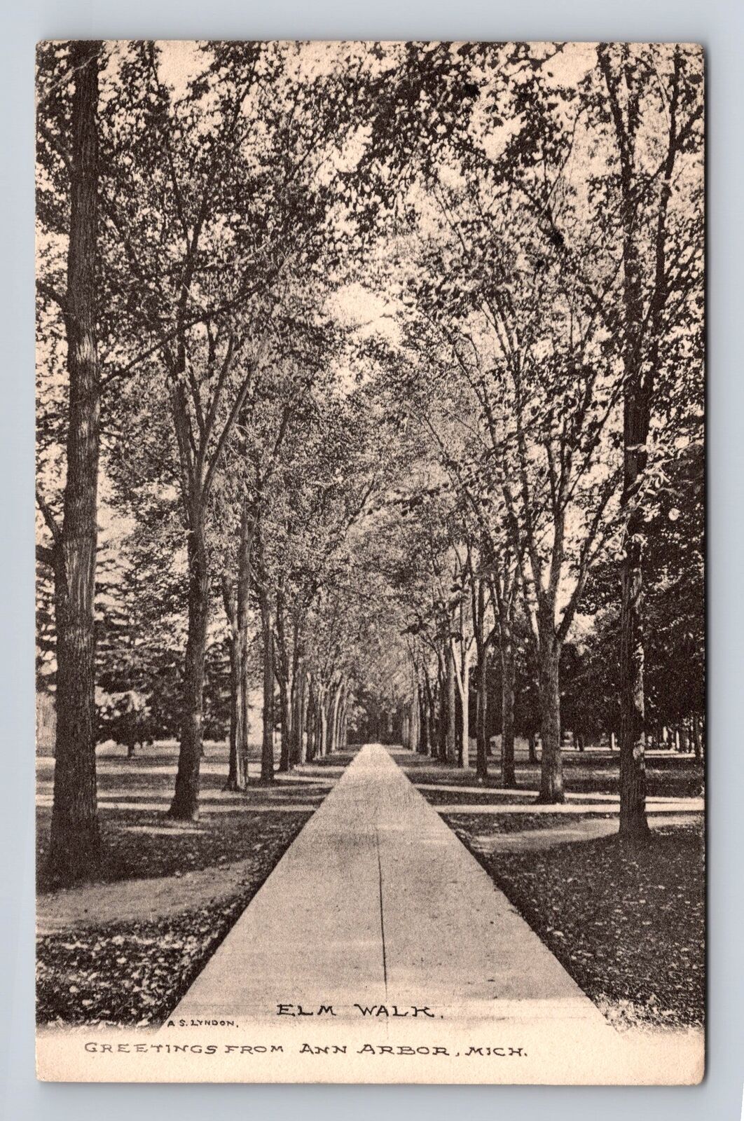 Ann Arbor MI-Michigan, General Greeting, Elm Walk, Antique Vintage Postcard