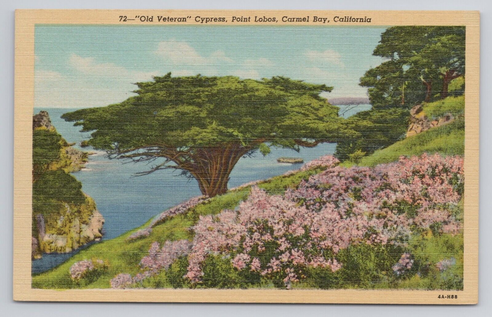 Postcard Old Veteran Cypress, Point Lobos Carmel Bay California c1940