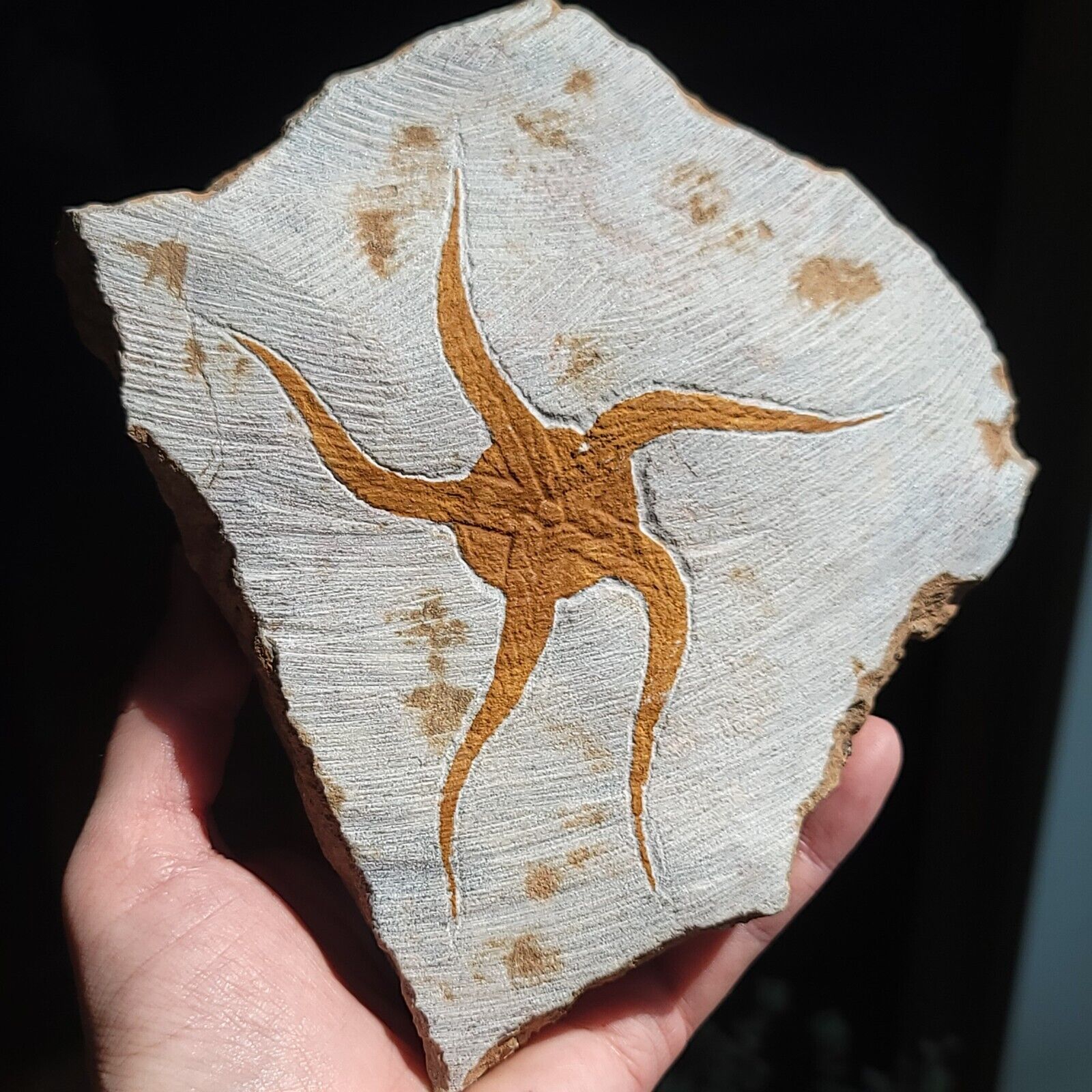 Reproduction Starfish Fossil | 4\