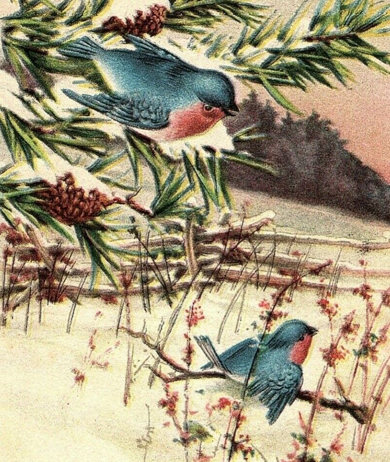 1907-15 Christmas Greetings Pine Postcard Birds Cones Winter Blue Scene Fence