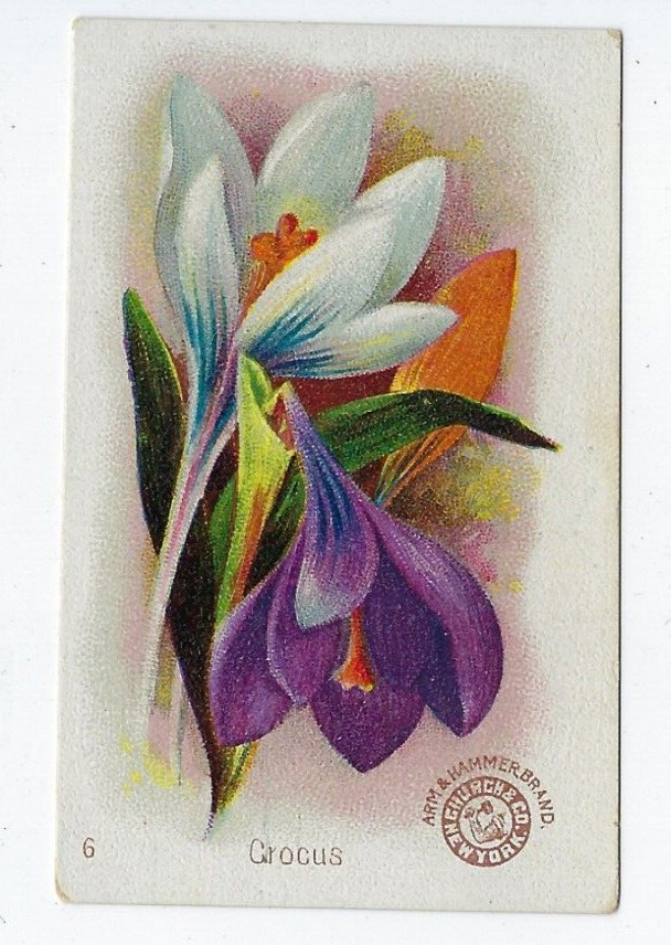 Arm & Hammer Beautiful Flowers Card Crocus Church & Co New York #6 c1895 J16