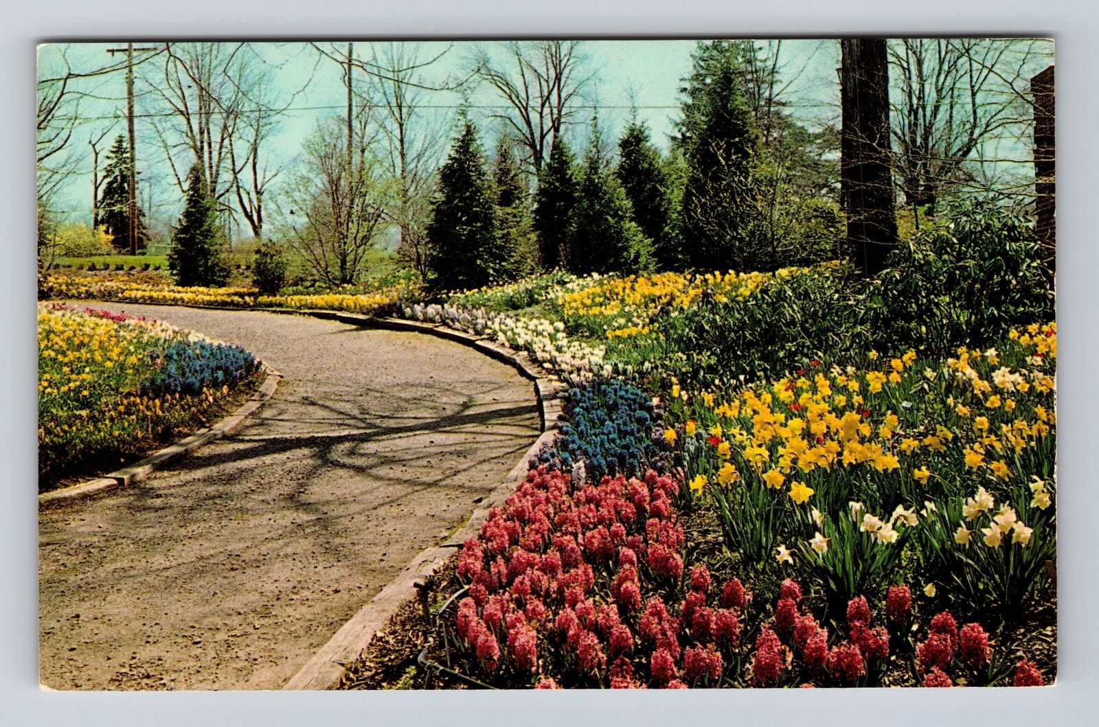 Mansfield OH-Ohio, Early Bulbs Along Ravine Path, Antique, Vintage Postcard
