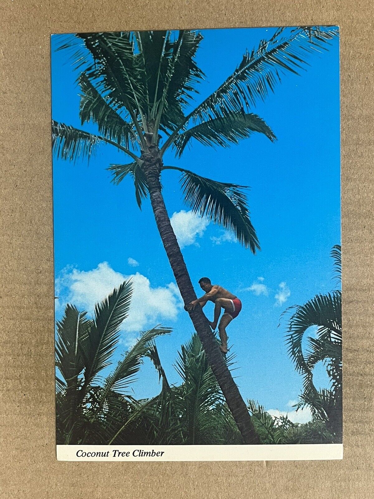 Postcard Hawaii HI Hawaiian Climber Coconut Palm Tree Vintage PC