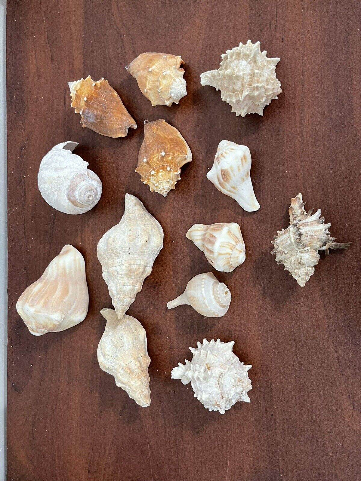 Sea Shells Lot Of 13