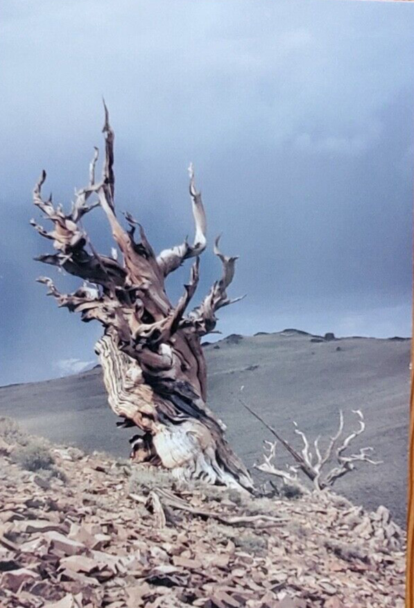 Sierra Nature Photograph Bristlecone Pine Tree Up to 7,000 Years Old Postcard