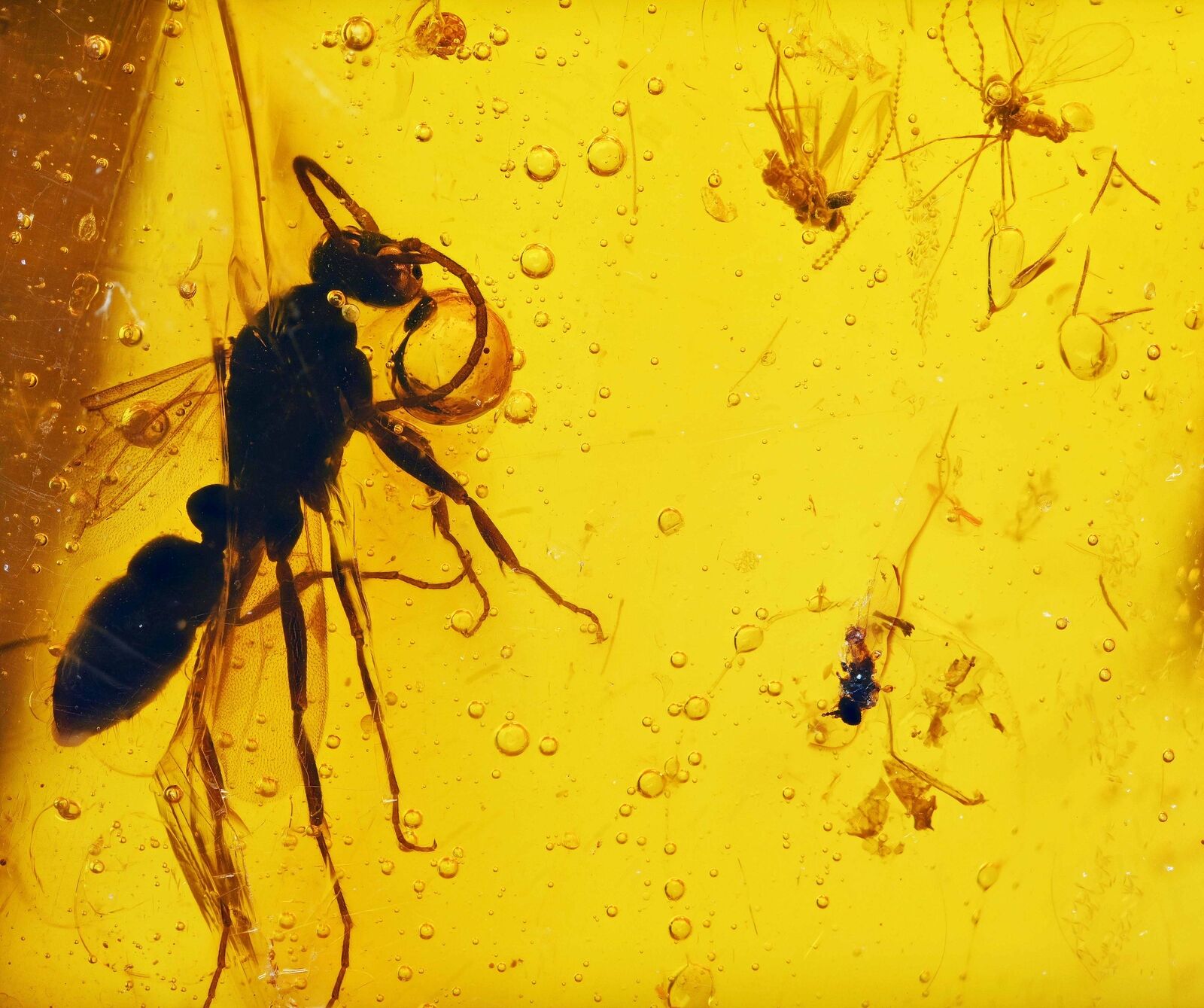 Winged Ant, 10 Diptera, Beetle, Planthopper, Fossil Inclusion in Dominican Amber