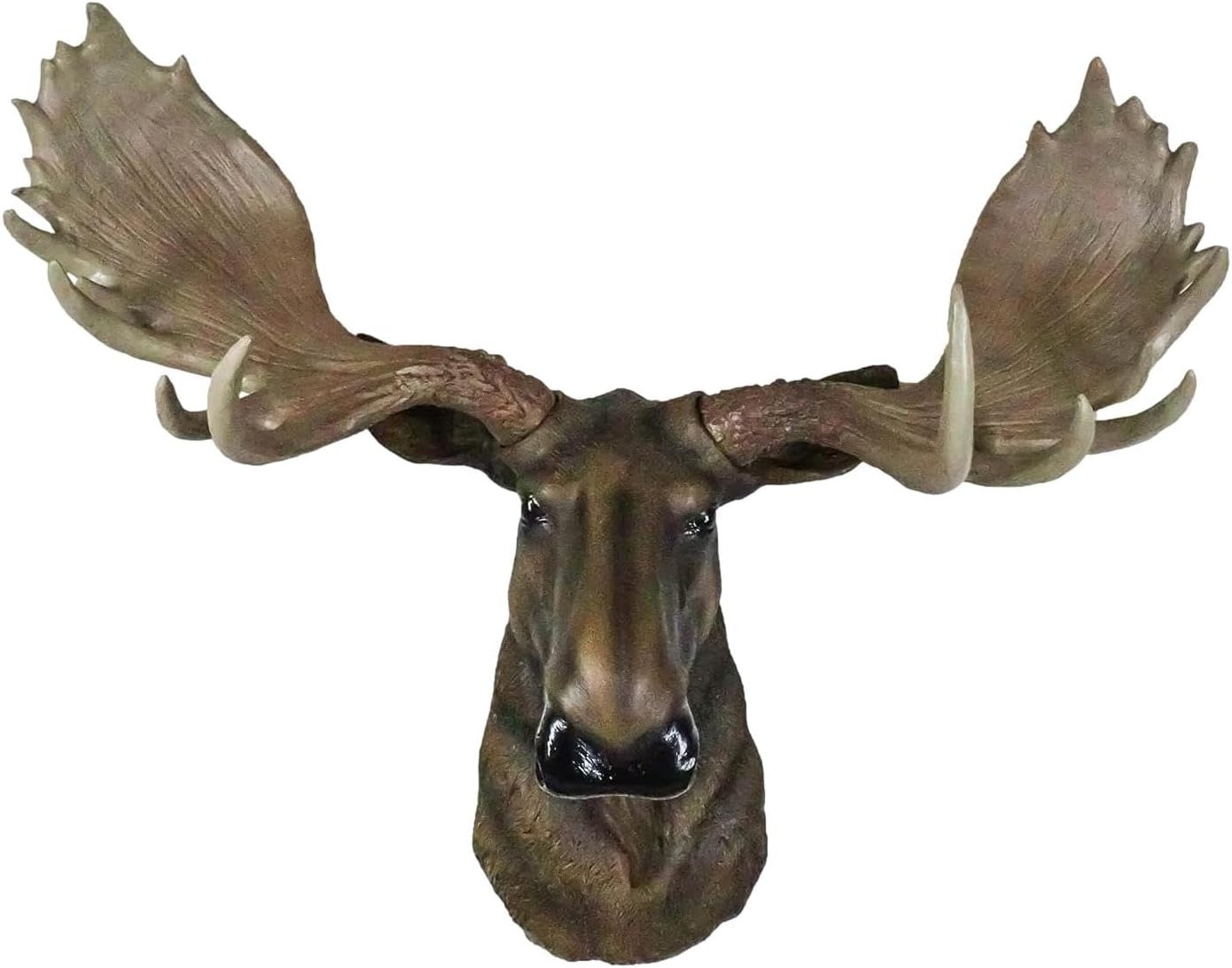 Wildlife Taxidermy North American Bull Moose With Antlers Trophy Head Wall Decor
