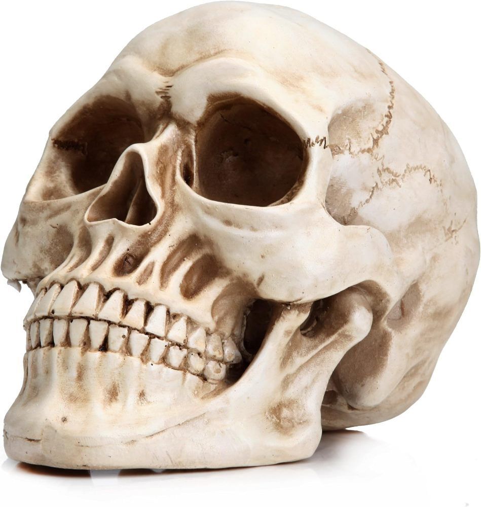 Lifesize 1:1 Human Skull Replica Model Anatomical Realistic Resin Skeleton Decor