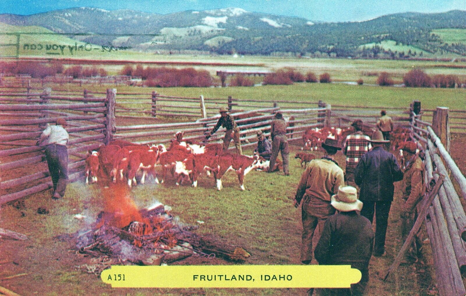 Fruitland Idaho Cattle And Farmers Posted in 1953 Chrome Postcard