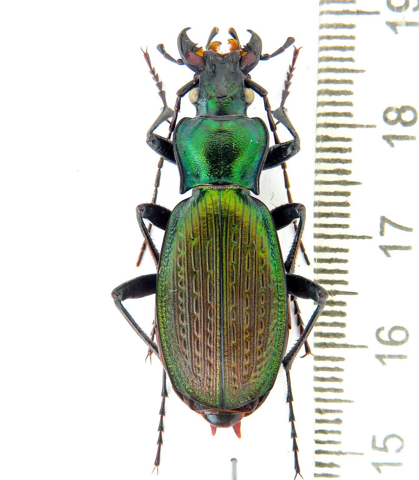 Carabidae, Carabus (Archiplectes) pseudopshuensis, Abkhazia
