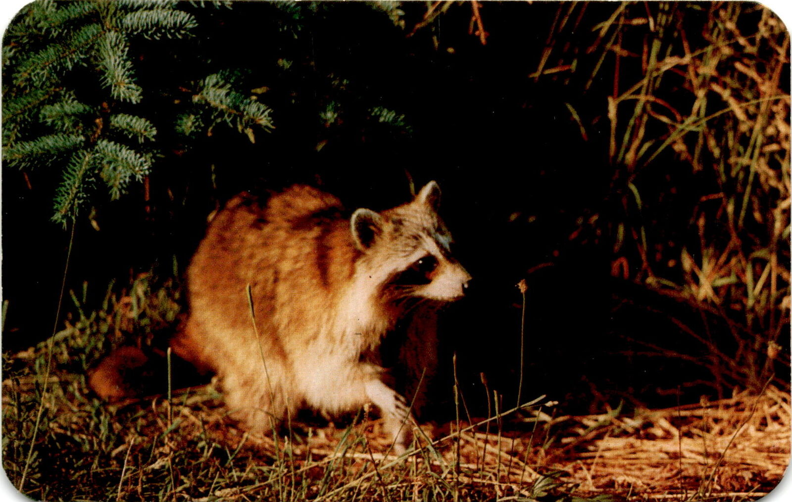 Adorable Baby Raccoon Close-Up Postcard New York Wildlife