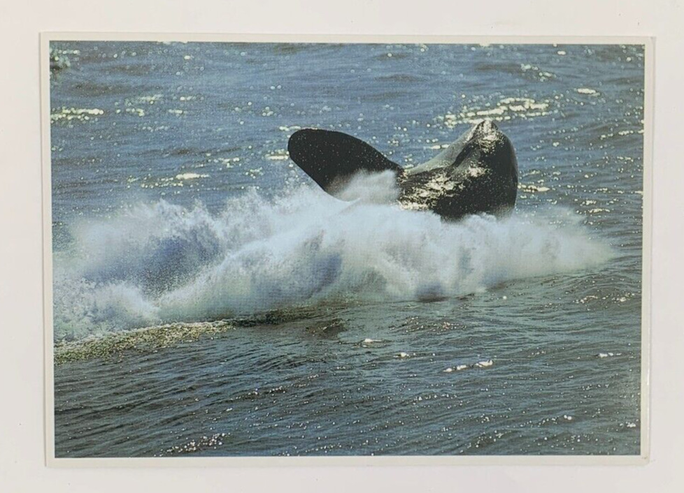 Orcas Killer Whales Breaching Landing on its Side in the Water Postcard Unposted