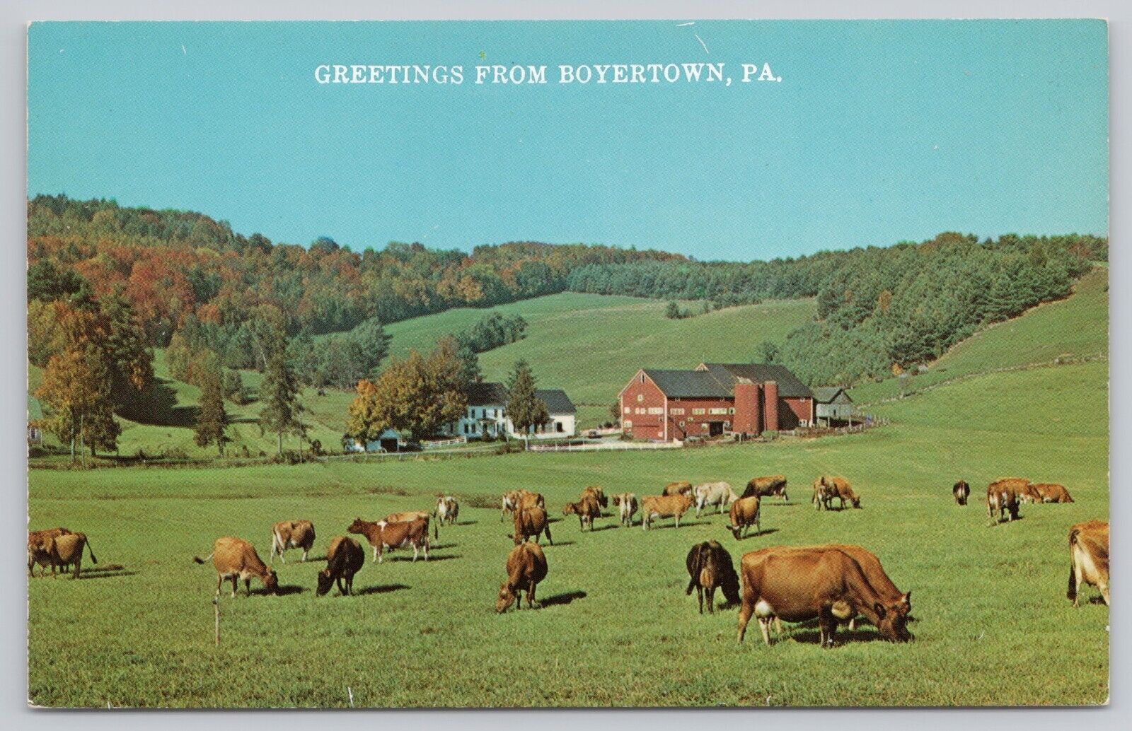 Boyertown Pennsylvania, Greetings, Cows Grazing on Farm Pasture Vintage Postcard