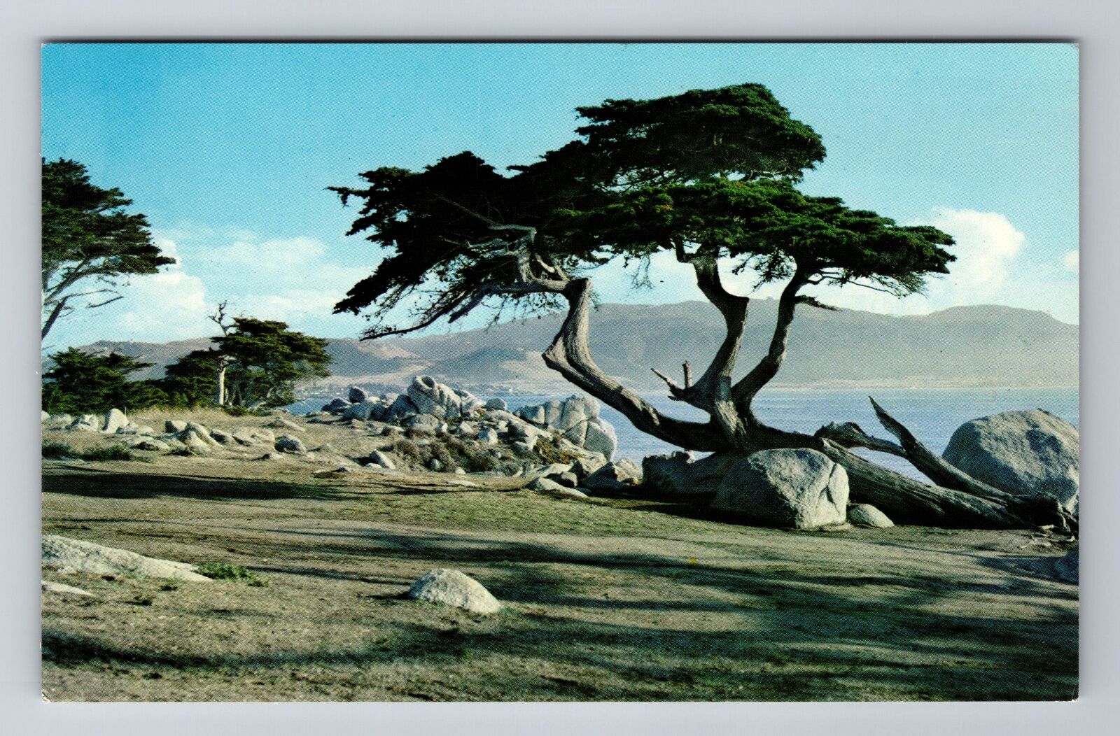 Pebble Beach CA-California, Monterey Cypress, Antique, Vintage Postcard