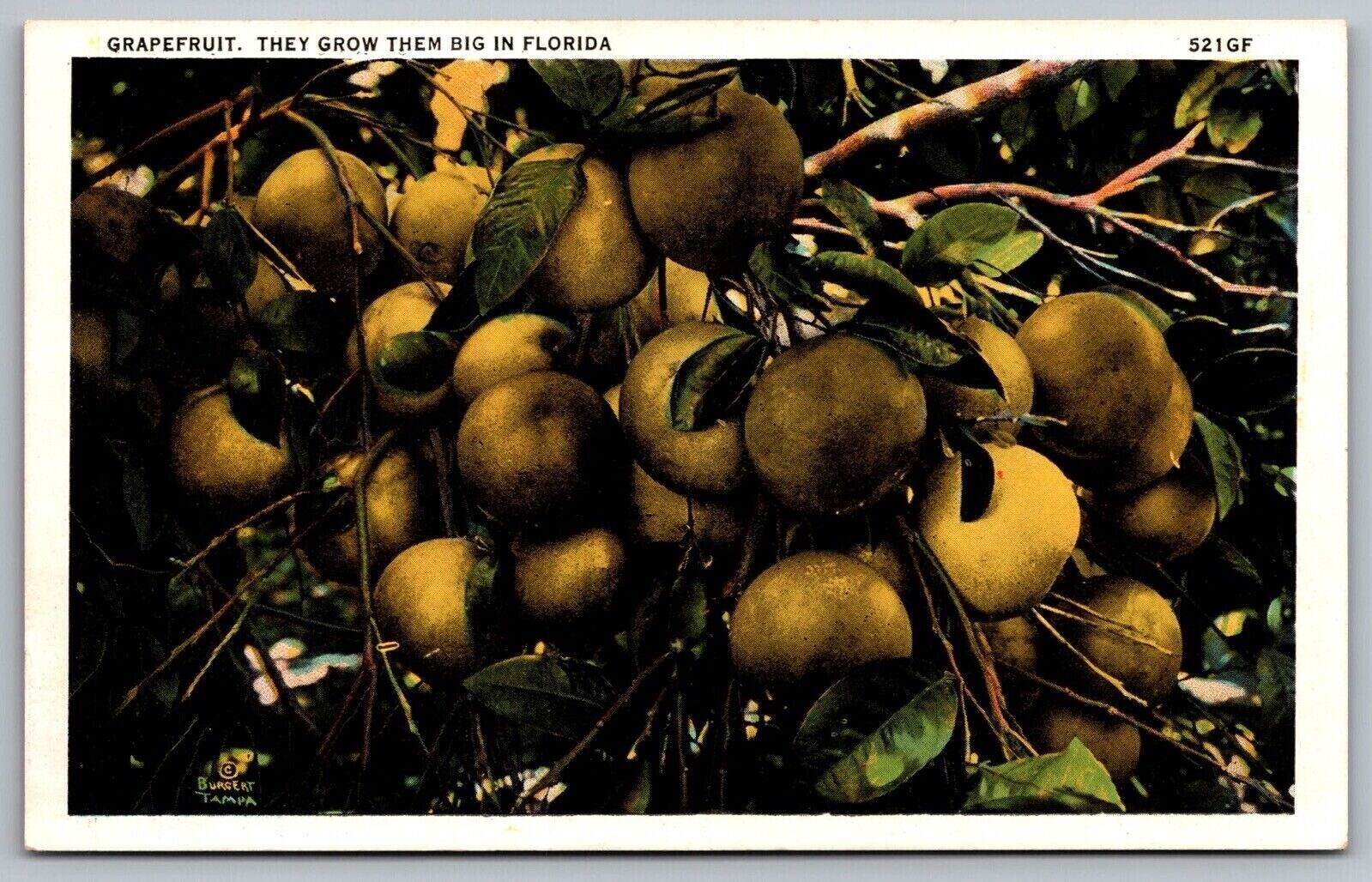Grapefruit Florida Tropical Fruit Hartman Card Co Burgert Tampa Vintage Postcard