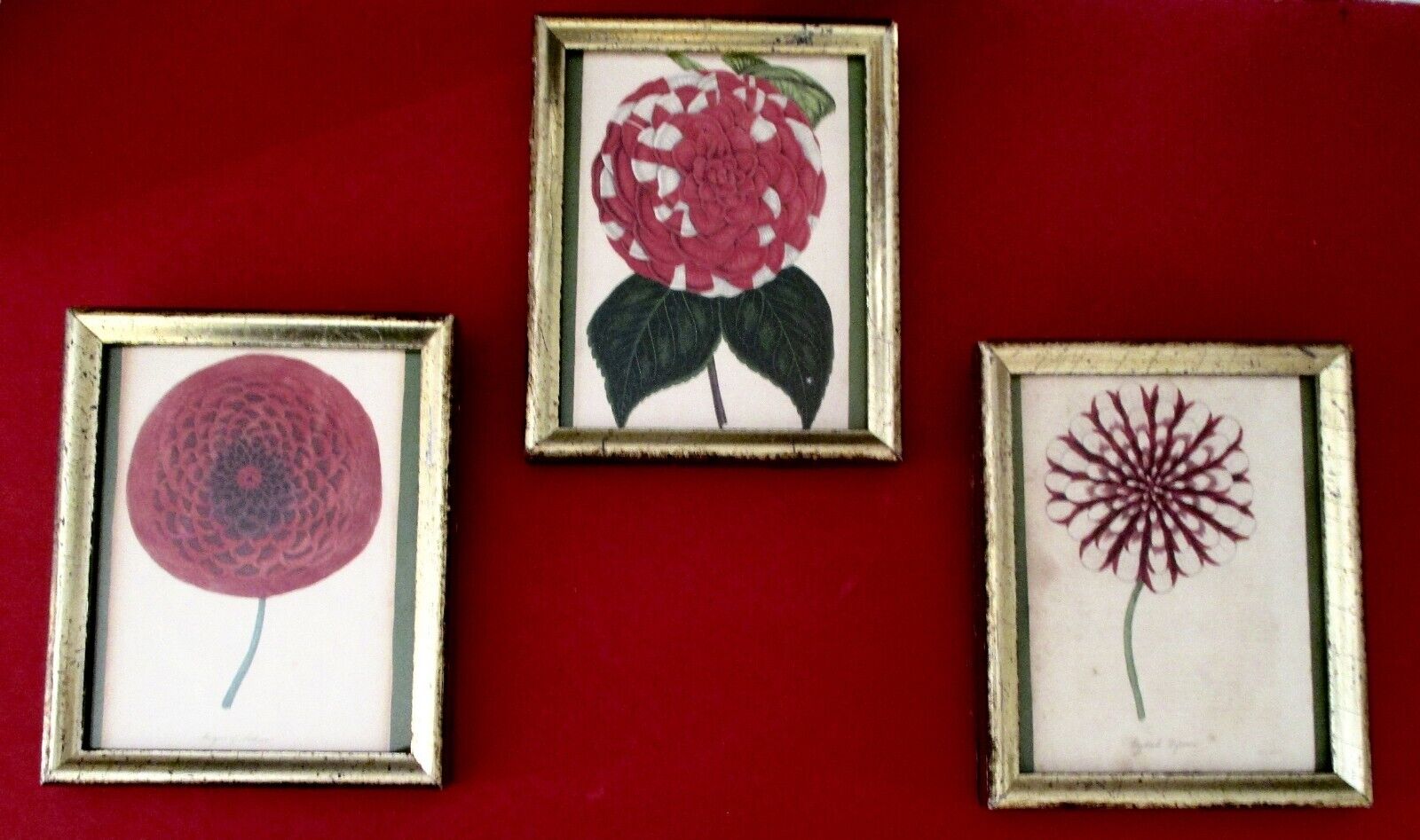 19th Century Antique (3) Original Botanicals With Frames & Glass/Shabby Chic