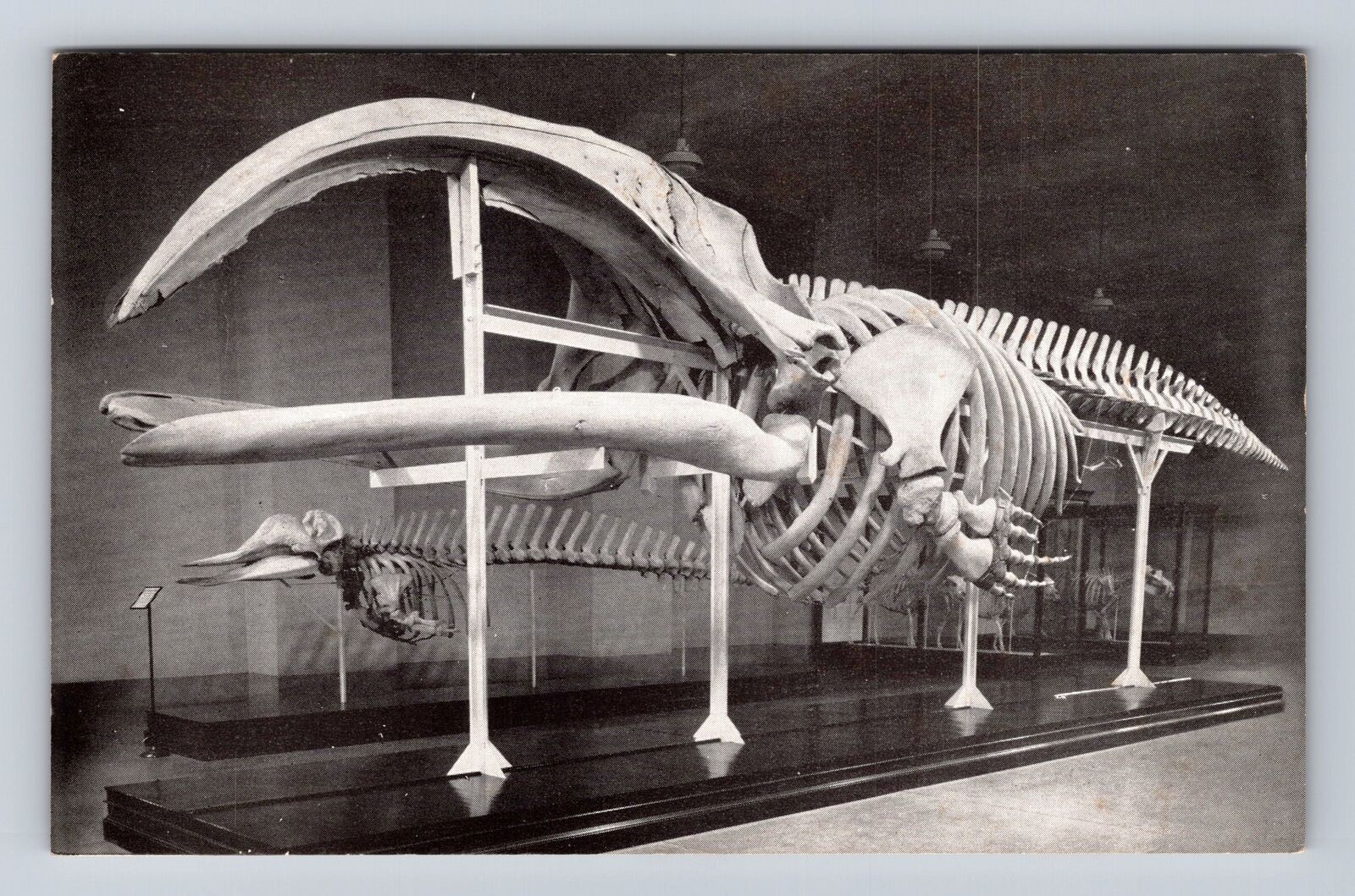 Chicago IL-Illinois, Skeleton Of Right Whale, Antique, Vintage Souvenir Postcard