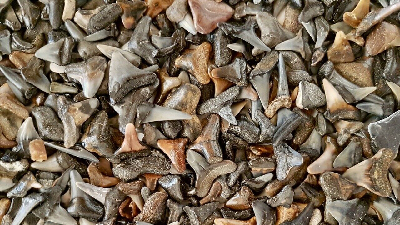 Lot of 25 Fossilized 1/2 - 5/8 inch shark teeth from Venice Florida ( GULF )