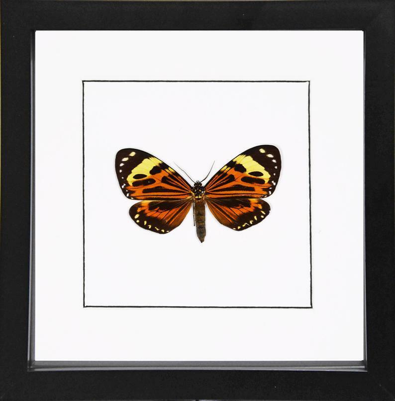 Boisduval\'s tiger Chetone histrio Framed Day flying moth