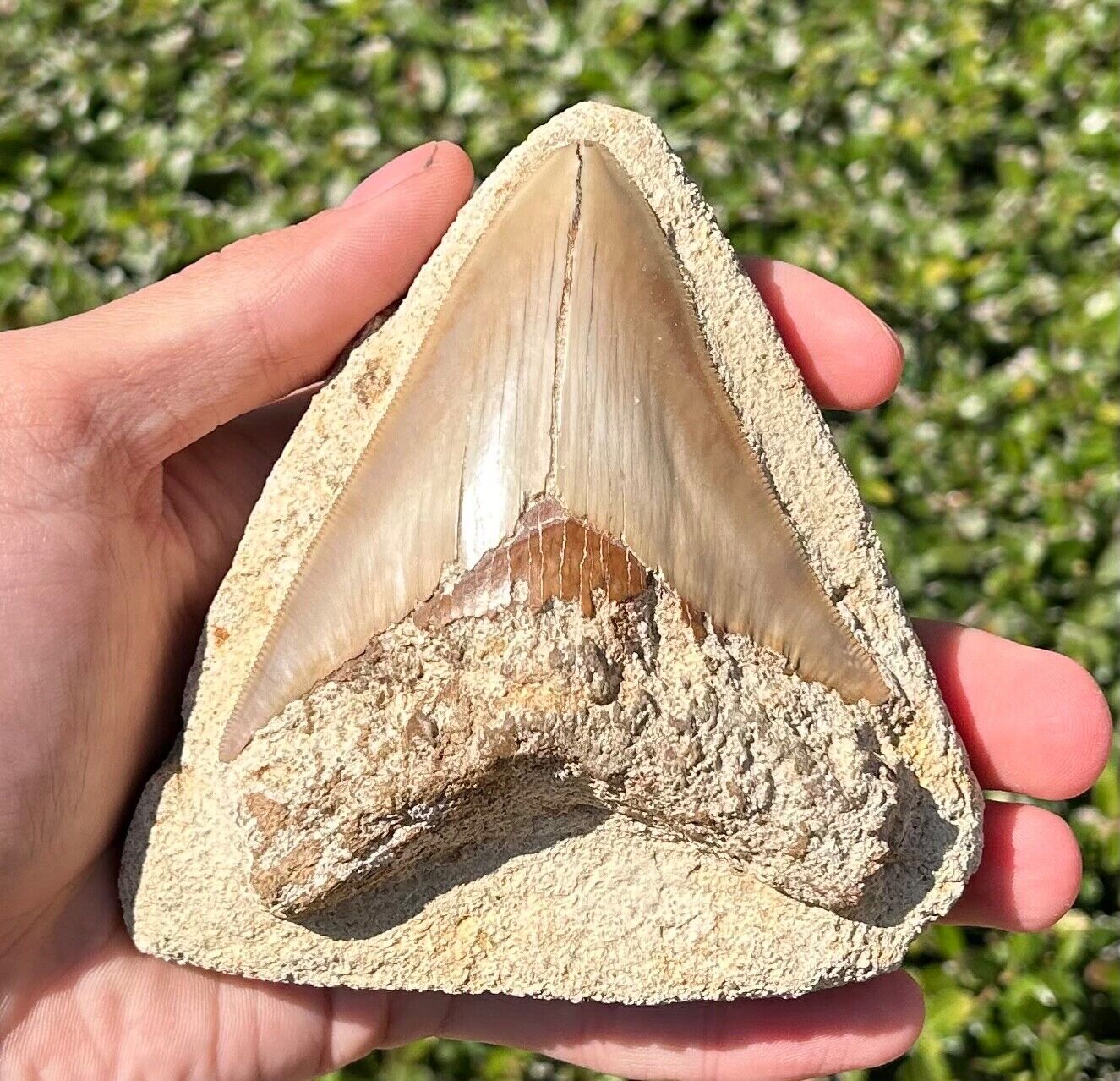 Indonesian Megalodon Tooth in Matrix HUGE Fossil Shark Tooth Indonesia Meg