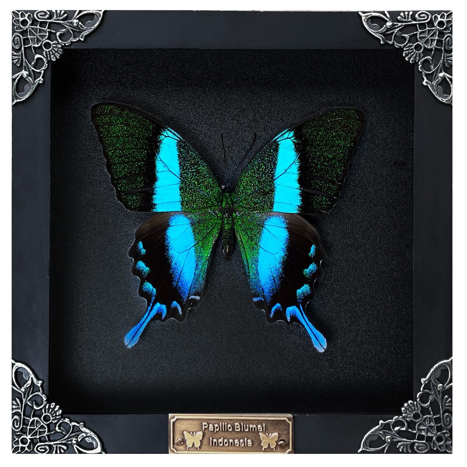 Handmade Framed Peacock Butterfly Real Dreid Insect Bug Collection Display