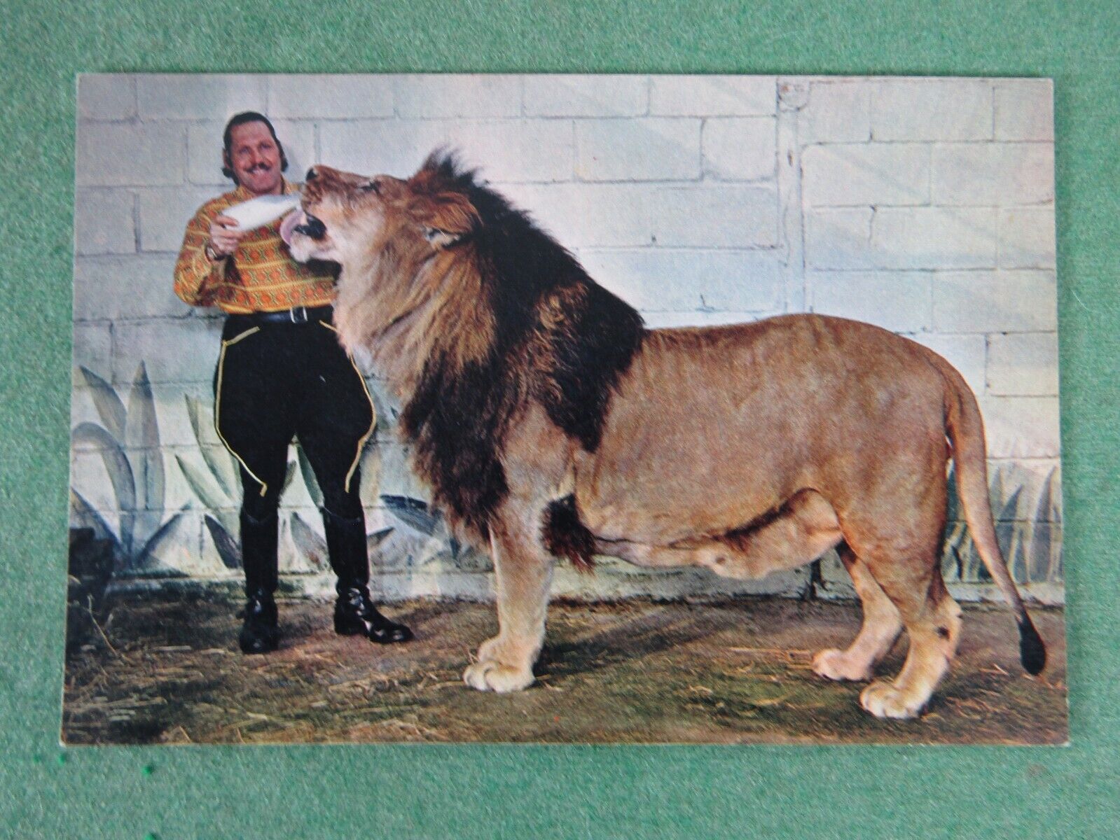 Vintage CIRCUS Lion TRADE CARD Vintage NYOKA & SIMBA postcard size TAMER Y463
