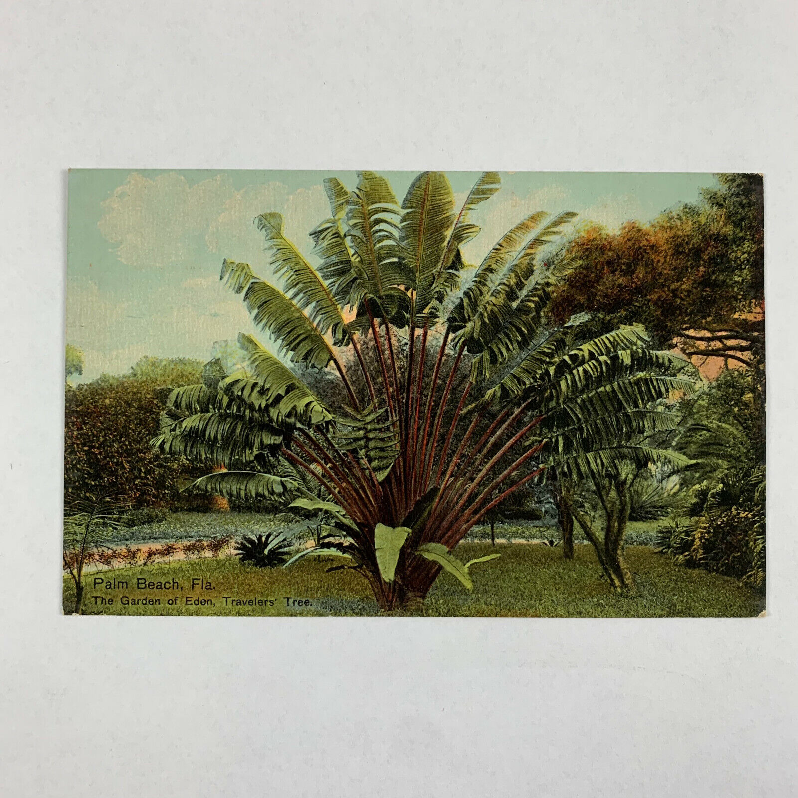 Postcard Florida Palm Beach FL Garden Eden Traveler Tree Botany Unposted 1910s