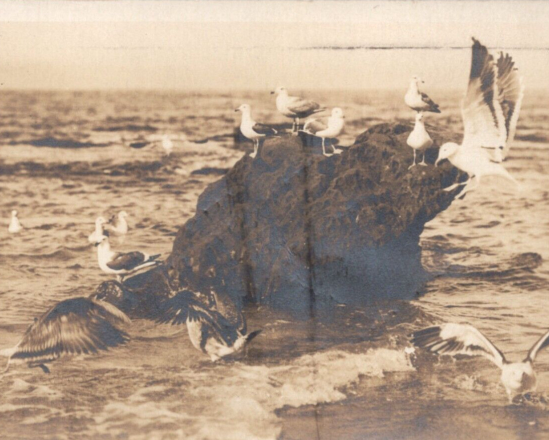 1920s Seagulls California Beach Pacific Ocean RPPC Real Photo Postcard