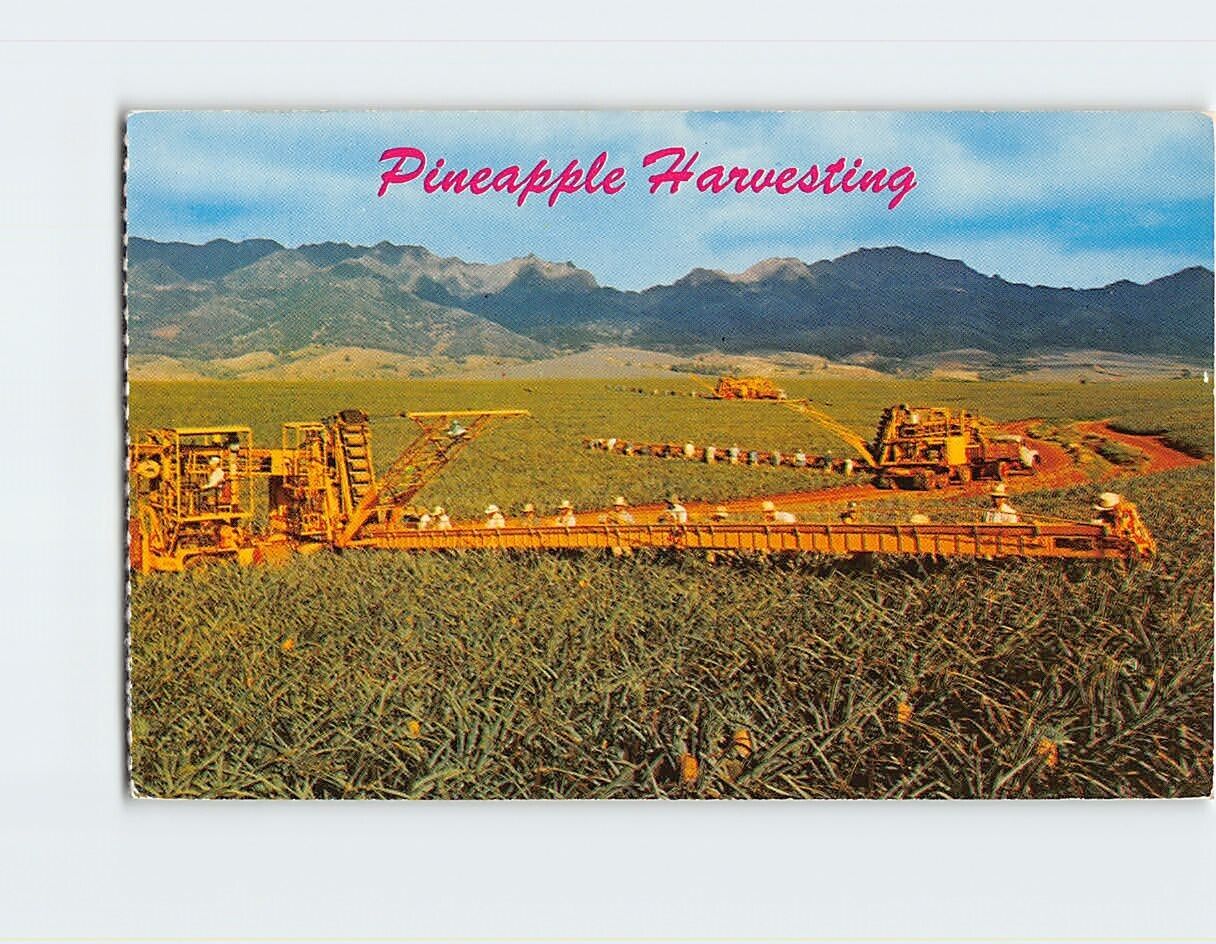 Postcard Pineapple Harvesting, Hawaii