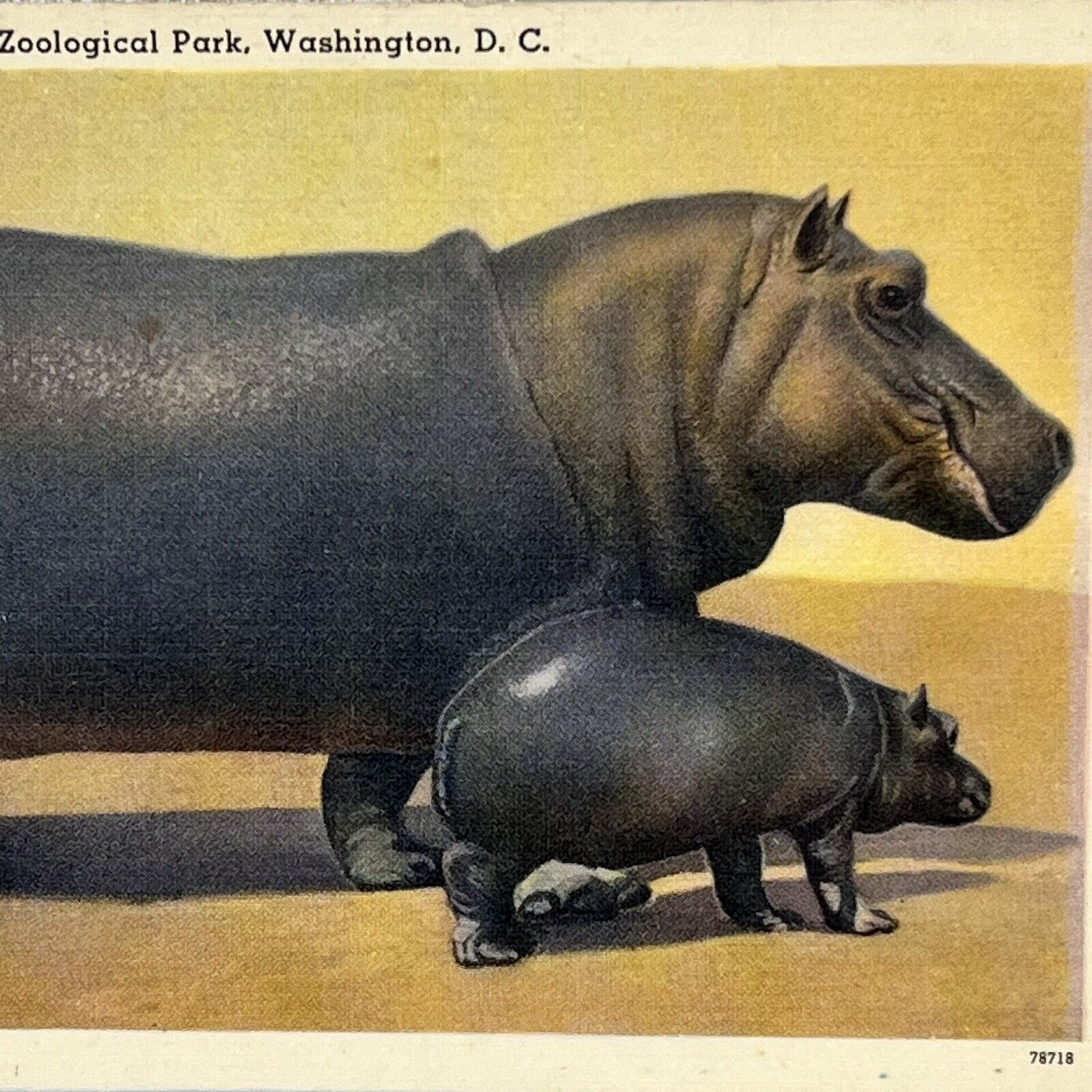 Vintage Washington D.C. Zoological Park Hippopotamus Postcard Linen Posted 1959
