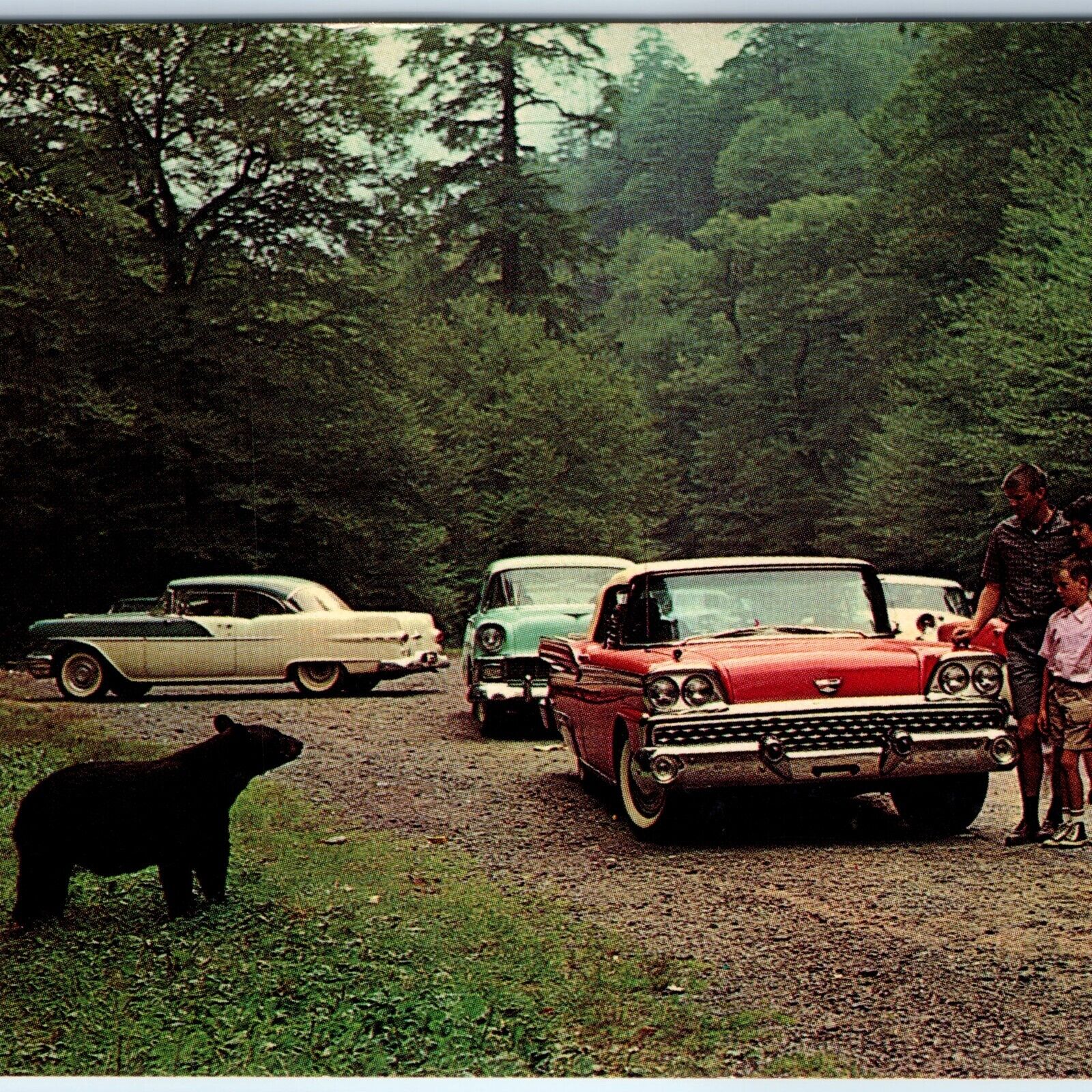 1950s NC TN Smoky Mountain Black Bear Ford Galaxie Chevrolet Chevy Buick PC A265