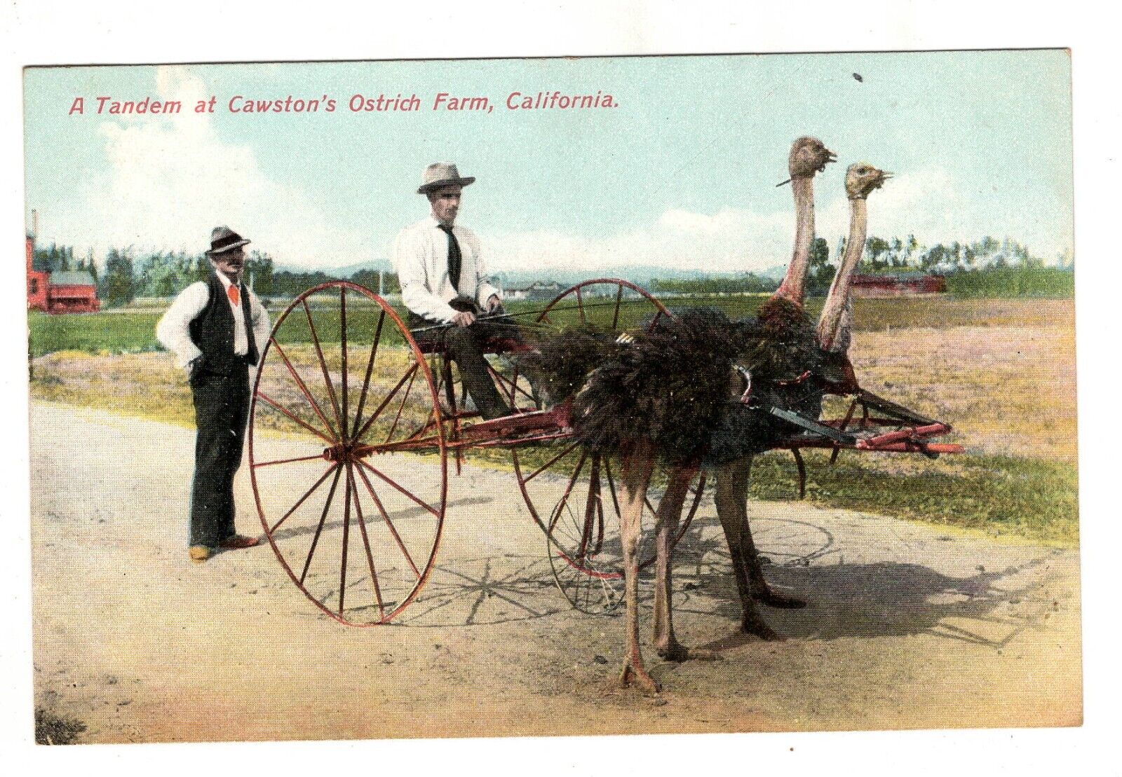 Tandem Crawstons Ostrich Farm Pasadena California Antique Postcard