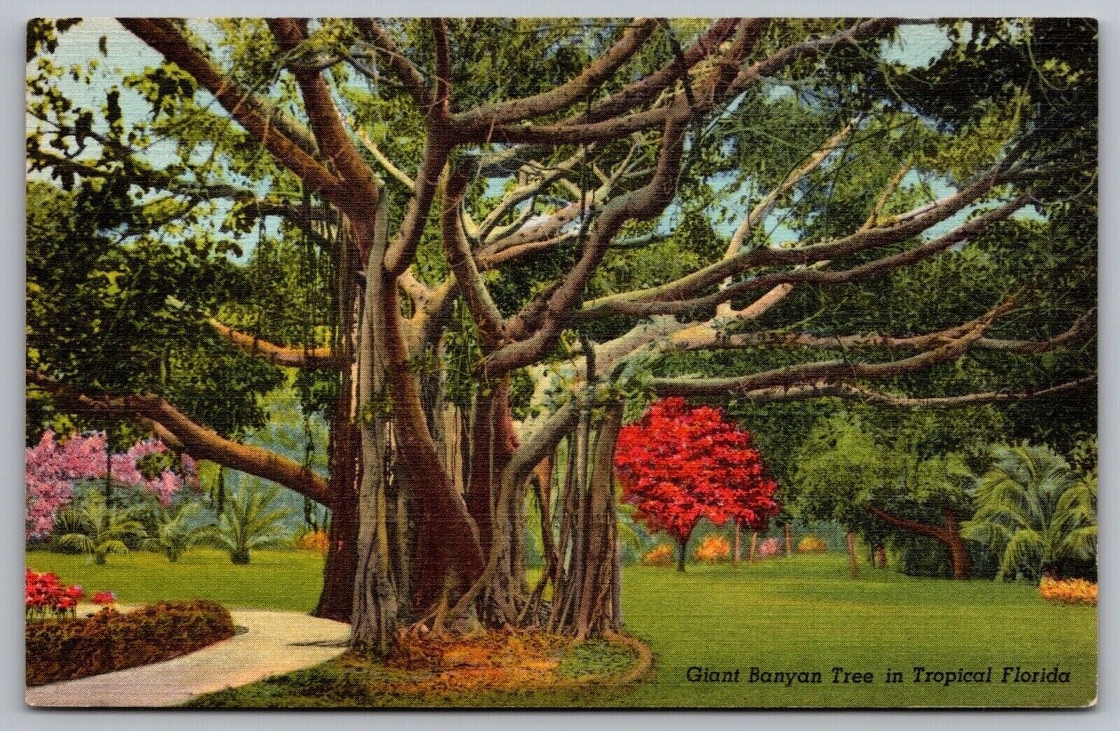 Giant Banyan Tree In Tropical Florida Fl Linen Unp Postcard