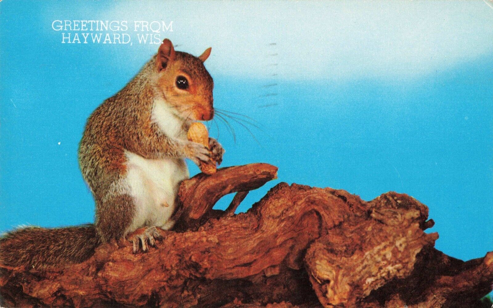 Hayward WI Wisconsin, Greetings, Squirrel with Nut, Vintage Postcard