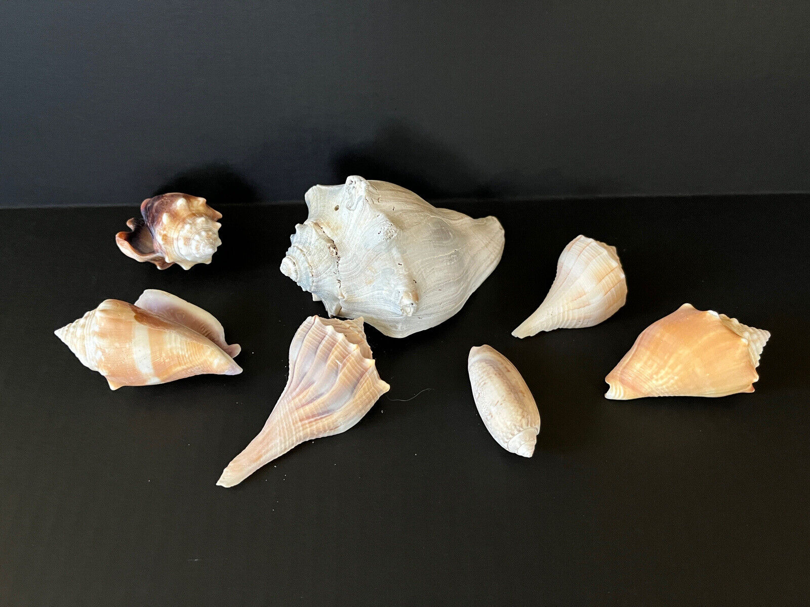 Lot of 7 Sea Shells Mixed Marco Island FL Assortment Whelk Conchs Humanely Found