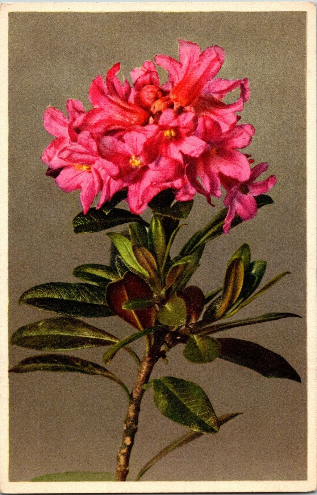 Postcard Red Rusty Leaved Alpine Rose Flower Switzerland Bloom Vintage Post Card