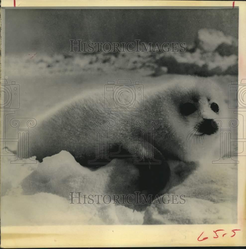 1976 Press Photo Baby harp seal on Gulf of St. Lawrence ice floe - hcx18299