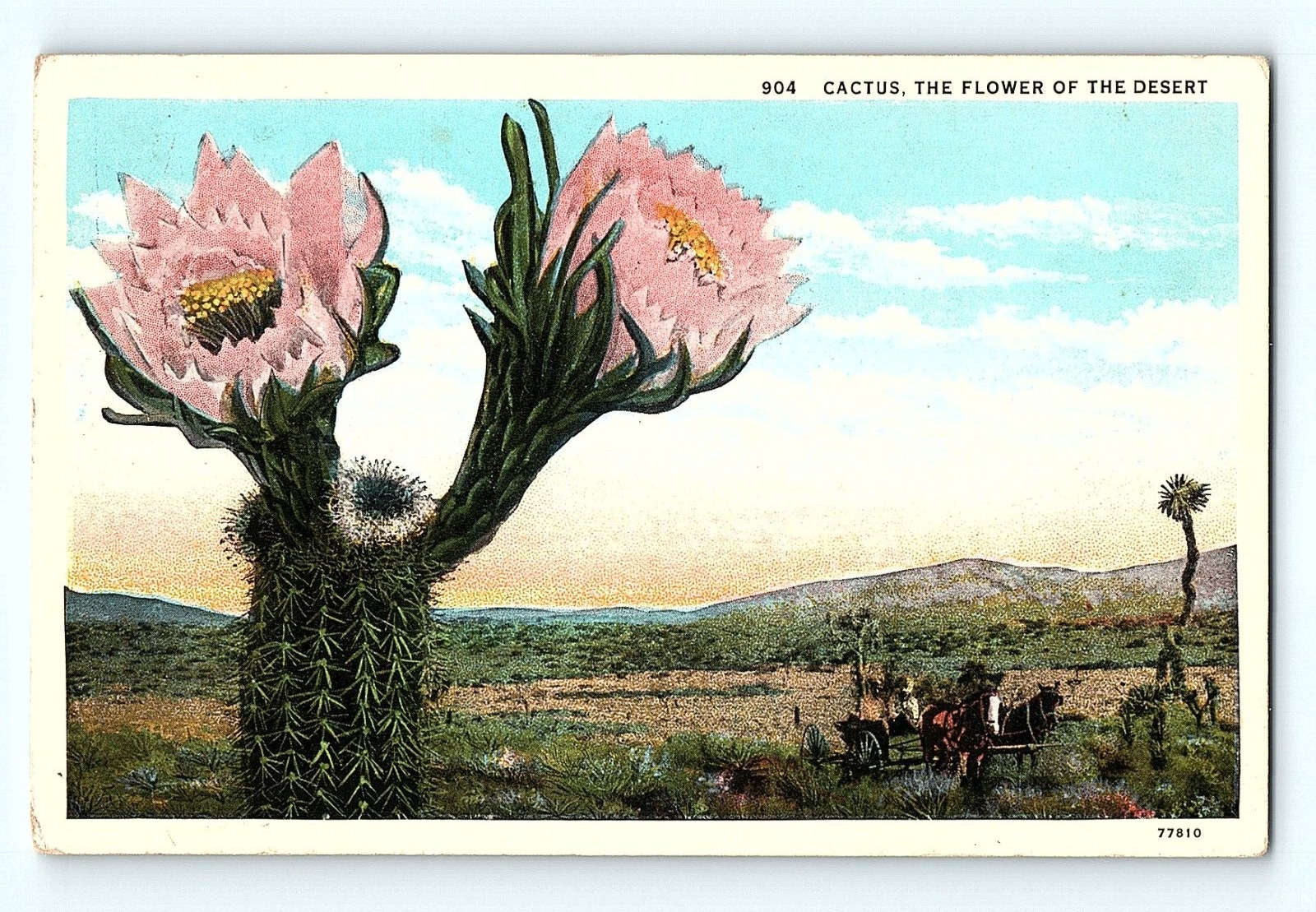 Horse Cart Pink Flower Bloom Cactus the Flower Desert Postcard E4