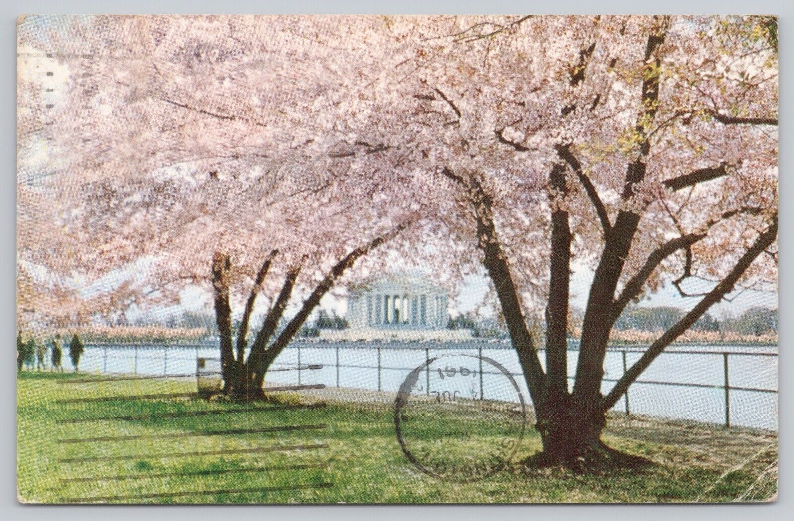 Washington DC, Jefferson Memorial & Cherry Blossoms, Vintage Postcard