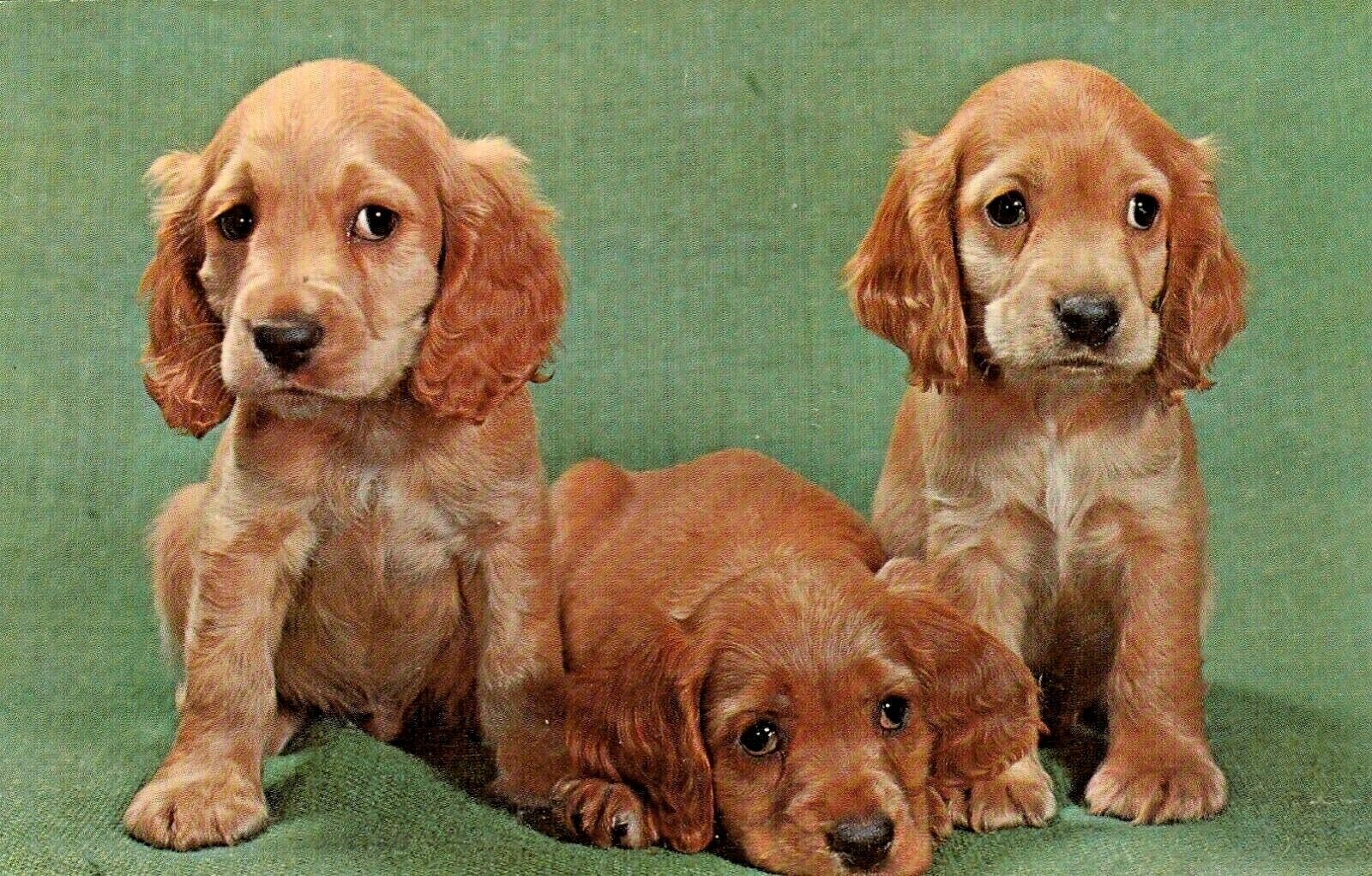 Vintage Dog Postcard   THREE BROWN PUPPIES UNPOSTED