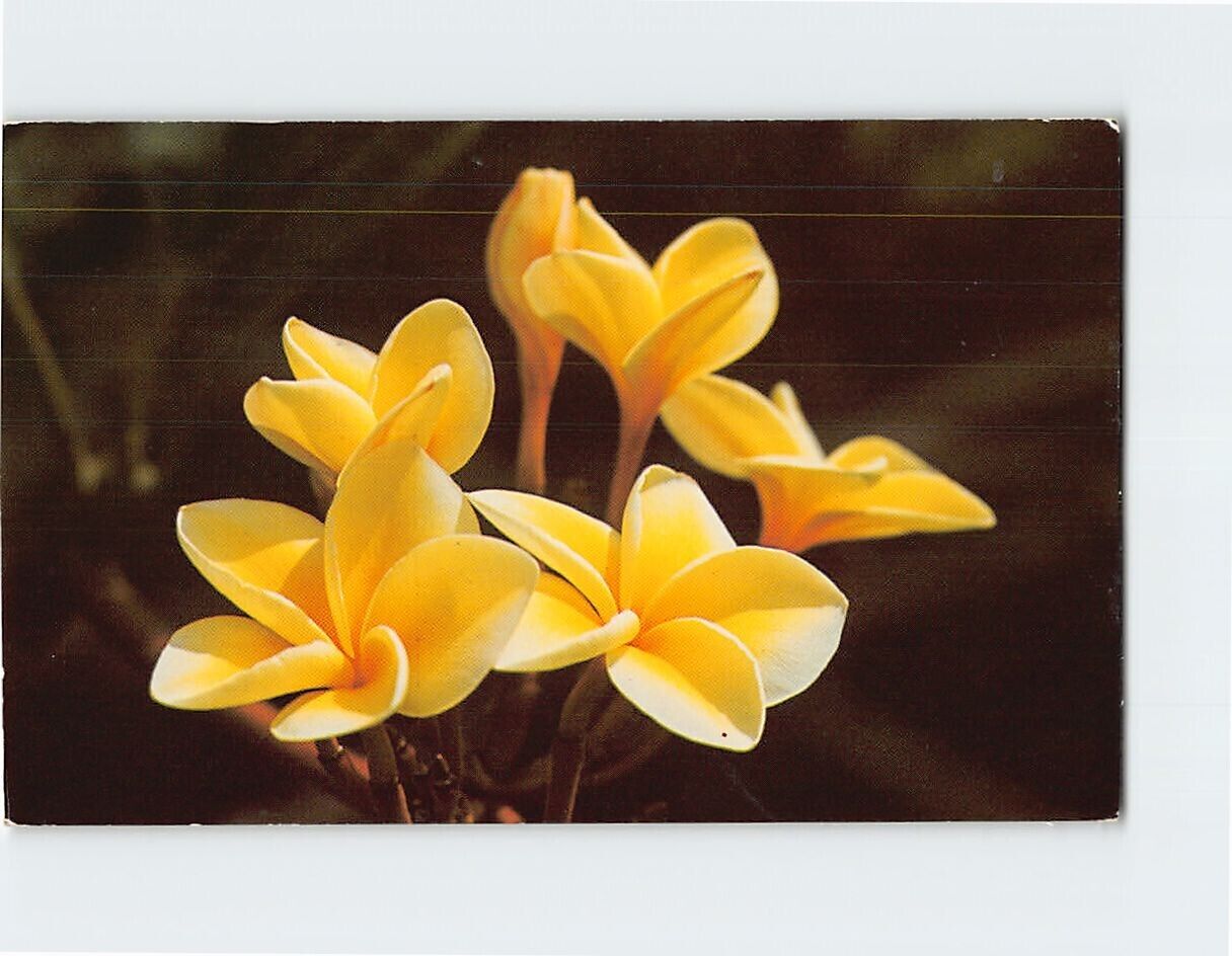Postcard Yellow Plumeria Blossoms Hawaii USA
